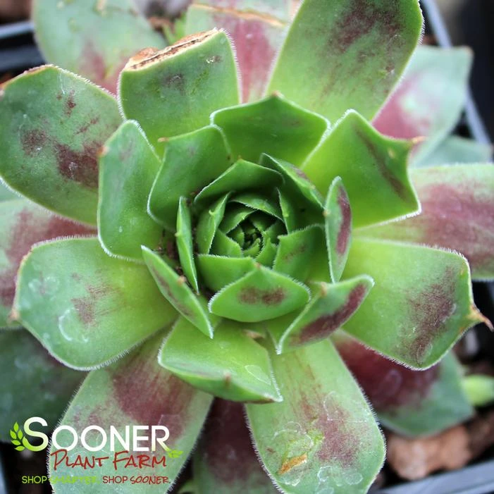 CHICK CHARMS® CRANBERRY COCKTAIL™ HENS & CHICKS - Image 2