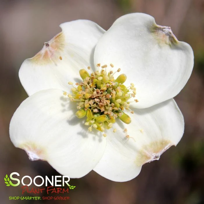 SUPER PRINCESS DOGWOOD - Image 2