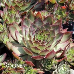 CHICK CHARMS® BUTTERSCOTCH BABY⢠HENS & CHICKS