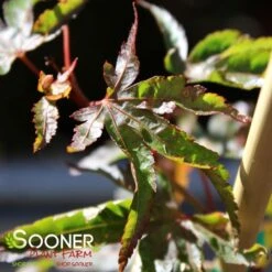 HUBBLE'S SUPER CORK UPRIGHT JAPANESE MAPLE