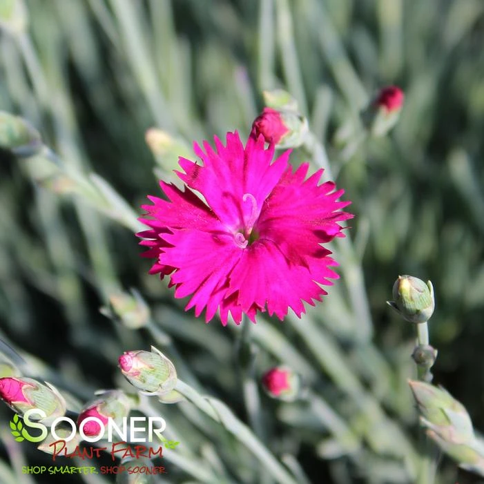 NEON STAR DIANTHUS - Image 2