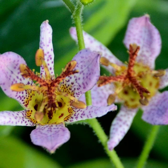 AUTUMN GLOW TOAD LILY - Image 3