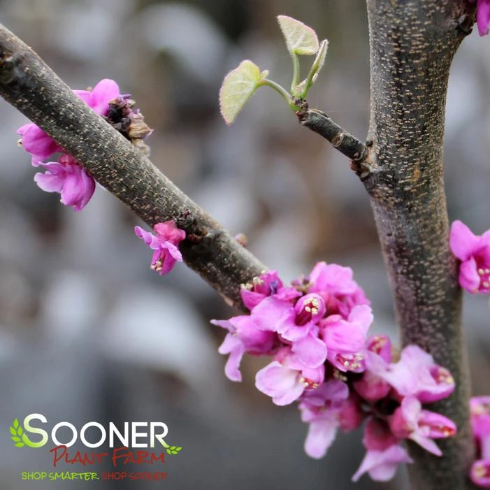 LITTLE WOODY REDBUD - Image 2