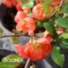 O YASHIMA FLOWERING QUINCE