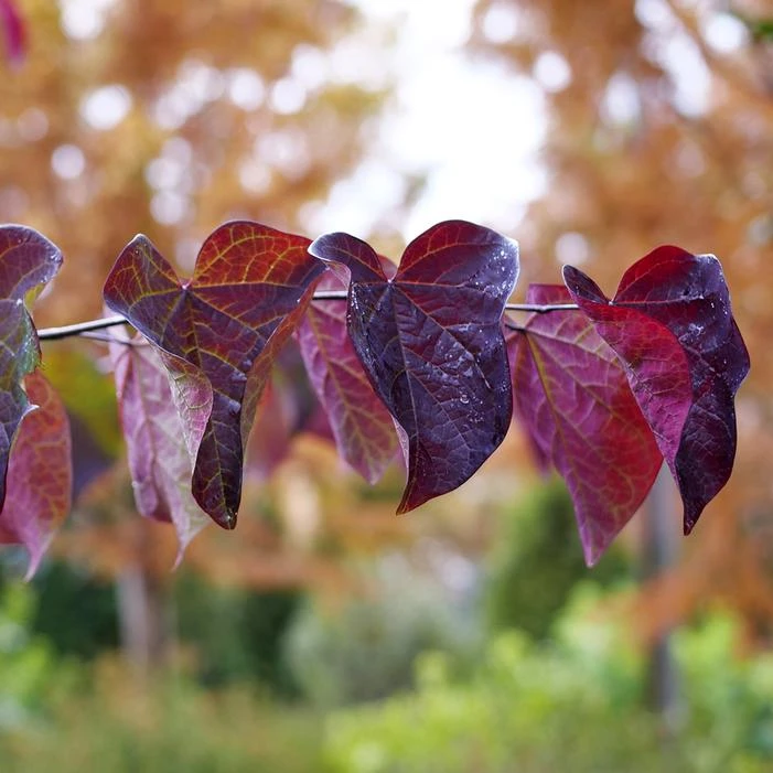 MIDNIGHT EXPRESS® REDBUD - Image 2