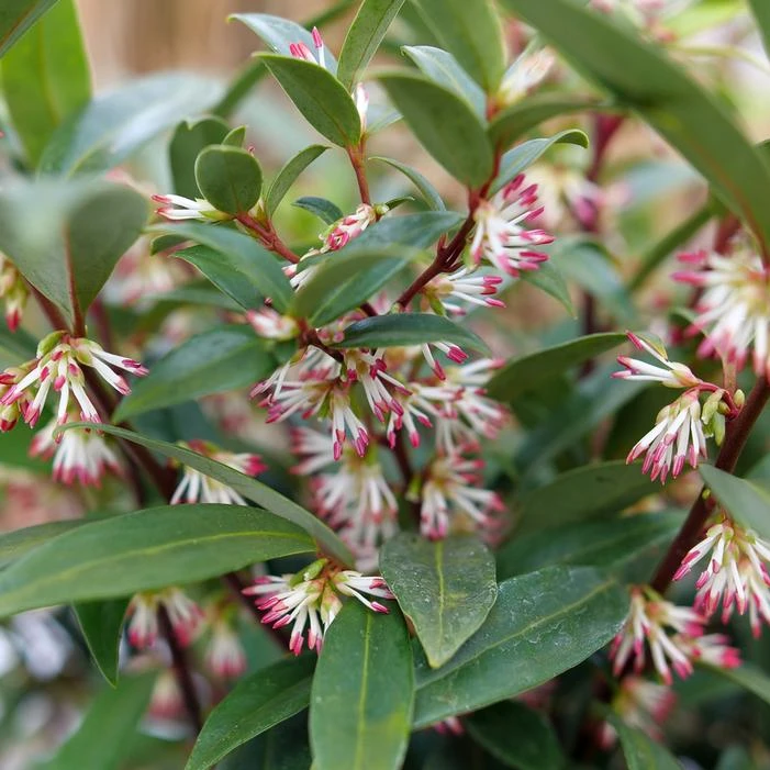 SWEET & LO™ SWEET BOX - Image 2