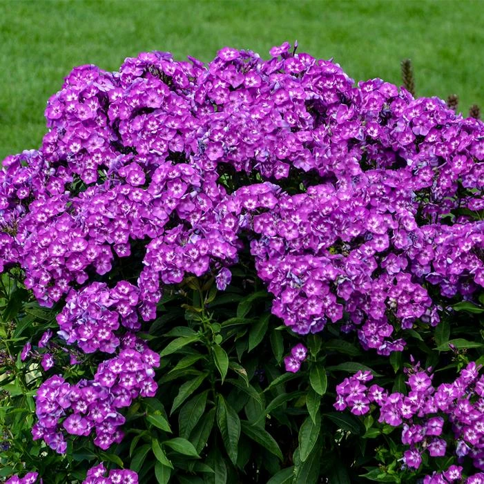 LAURA GARDEN PHLOX - Image 2