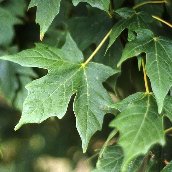 LEGACY® SUGAR MAPLE - Image 3