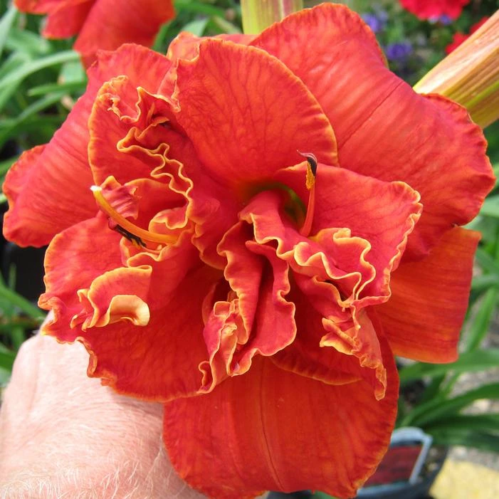 MOSES' FIRE DAYLILY - Image 2