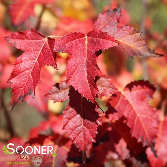 FLAME AMUR MAPLE - Image 2