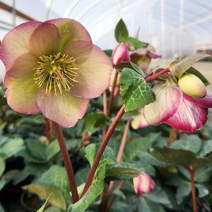 FROSTKISS® GLENDA'S GLOSS LENTEN ROSE - Image 2