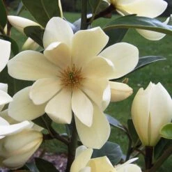 FAIRY MAGNOLIA® CREAM MAGNOLIA