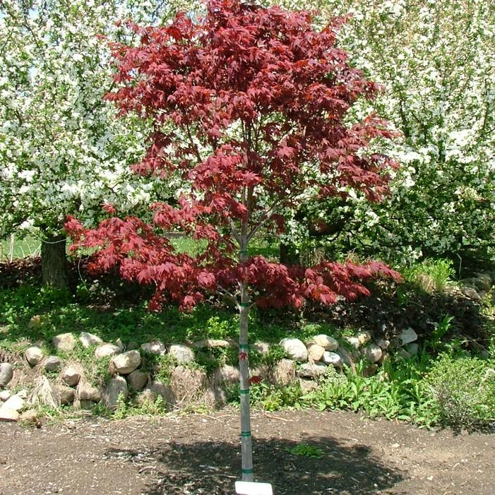 SAMURAI SWORD™ UPRIGHT JAPANESE MAPLE - Image 3