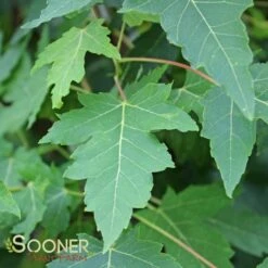 AUTUMN FANTASYĀ® MAPLE