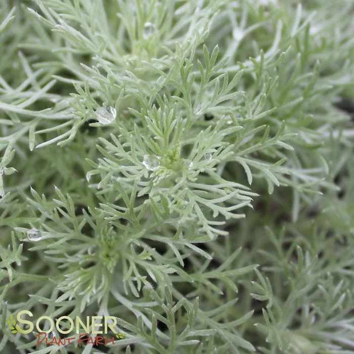 SILVER MOUND WORMWOOD - Image 2