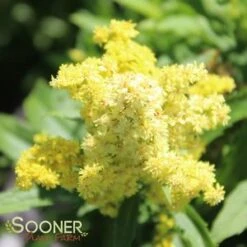LITTLE LEMON GOLDENROD
