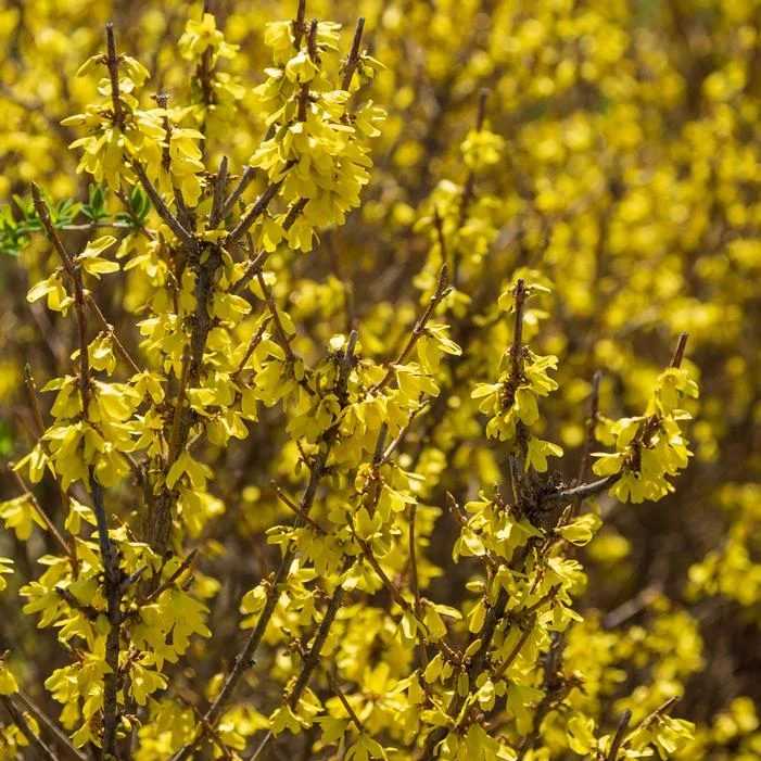 SPRING FLINGĀ® FORSYTHIA