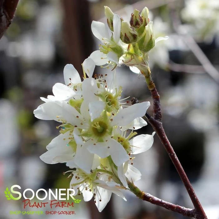 AUTUMN BRILLIANCEĀ® SERVICEBERRY - Image 2