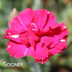 FROSTY FIRE DIANTHUS - Image 3