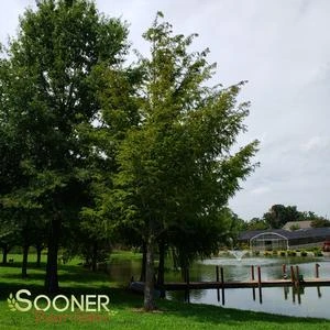 DAWN REDWOOD - Image 2