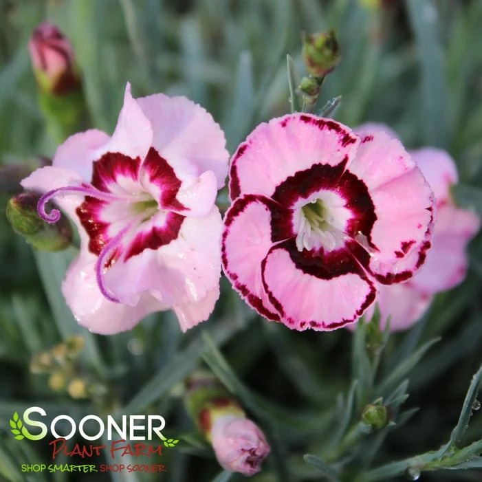 RASPBERRY SWIRL DIANTHUS - Image 4