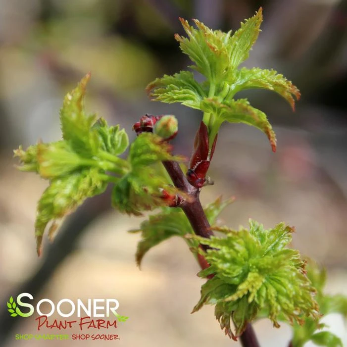 LION'S HEAD UPRIGHT JAPANESE MAPLE - Image 4
