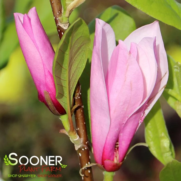 SAUCER MAGNOLIA - Image 4