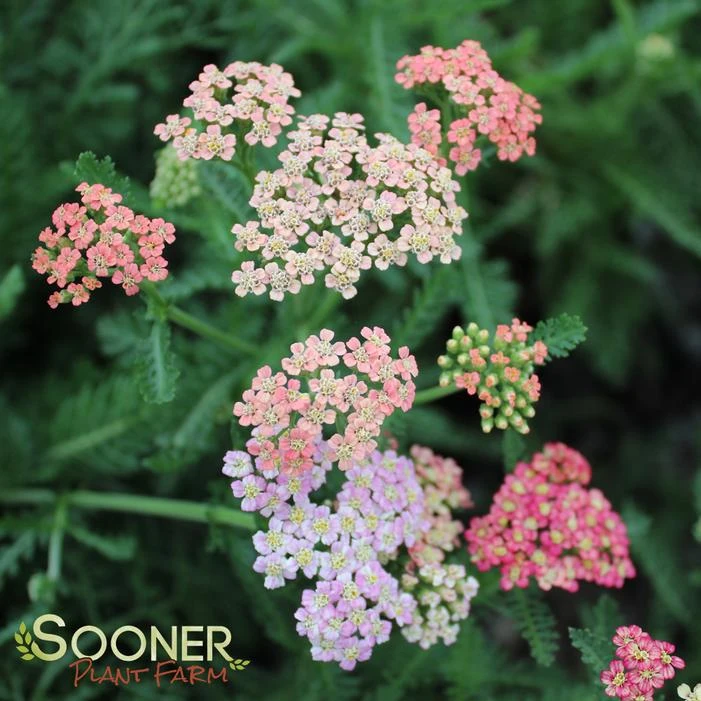 SUMMER PASTELS YARROW - Image 4