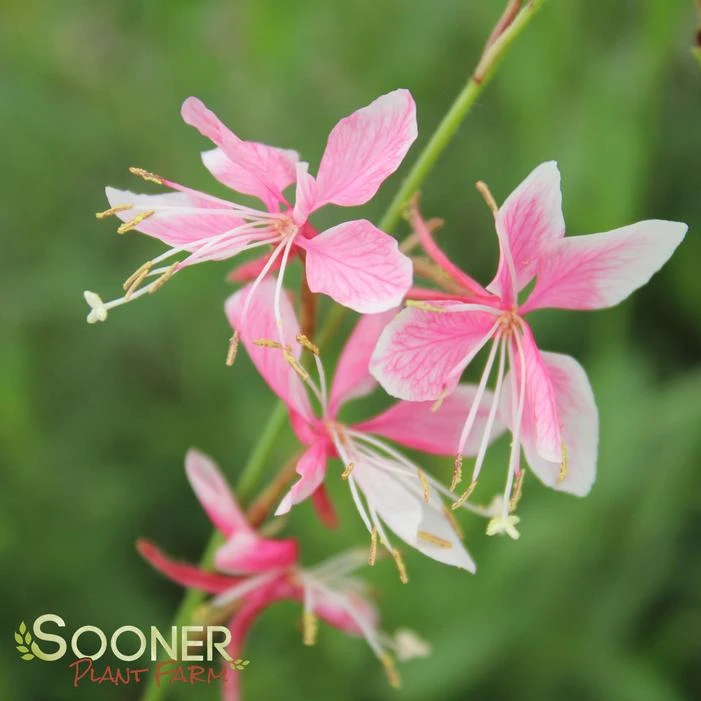 SISKIYOU PINK WAND FLOWER - Image 3