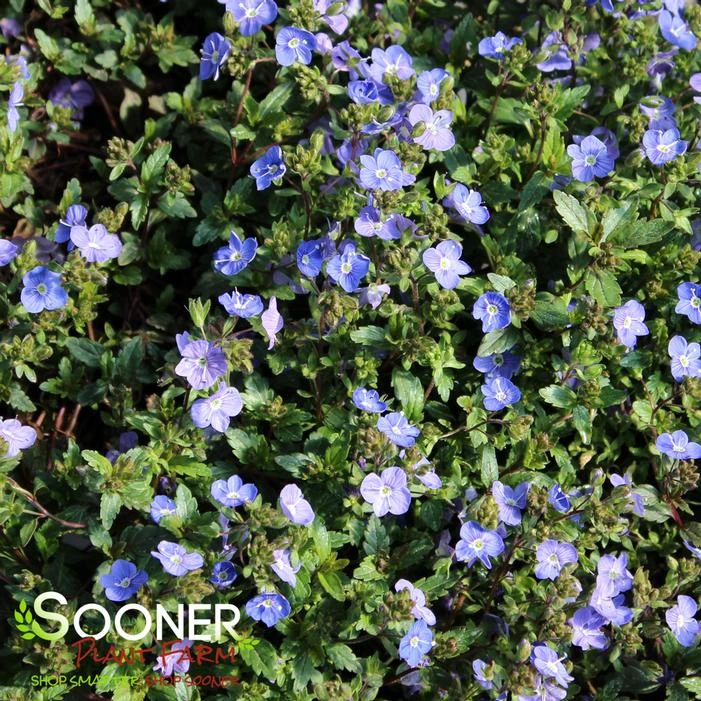 GEORGIA BLUE SPEEDWELL - Image 3