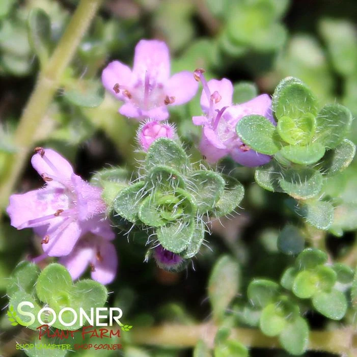 PINK CHINTZ CREEPING THYME - Image 3