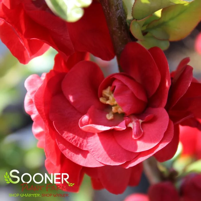 DOUBLE TAKEĀ® SCARLET STORM QUINCE