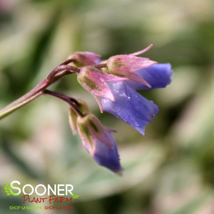 TOUCH OF CLASS JACOB'S LADDER - Image 3