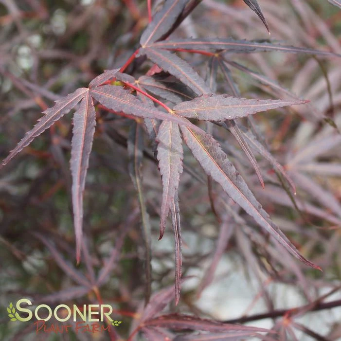 HUBB'S RED WILLOW UPRIGHT JAPANESE MAPLE - Image 3