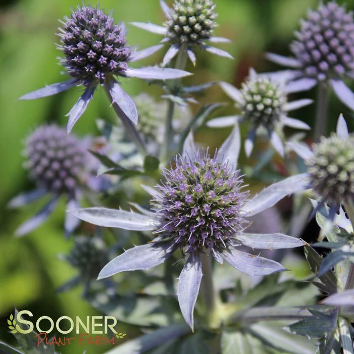 BLUE HOBBIT SEA HOLLY - Image 3