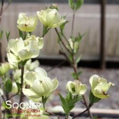 CHEROKEE PRINCESSĀ® DOGWOOD