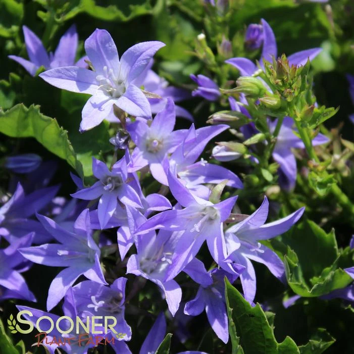 BLUE WATERFALL BELLFLOWER - Image 4