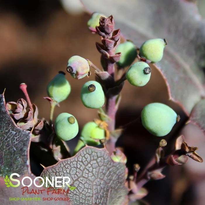 CREEPING MAHONIA - Image 2