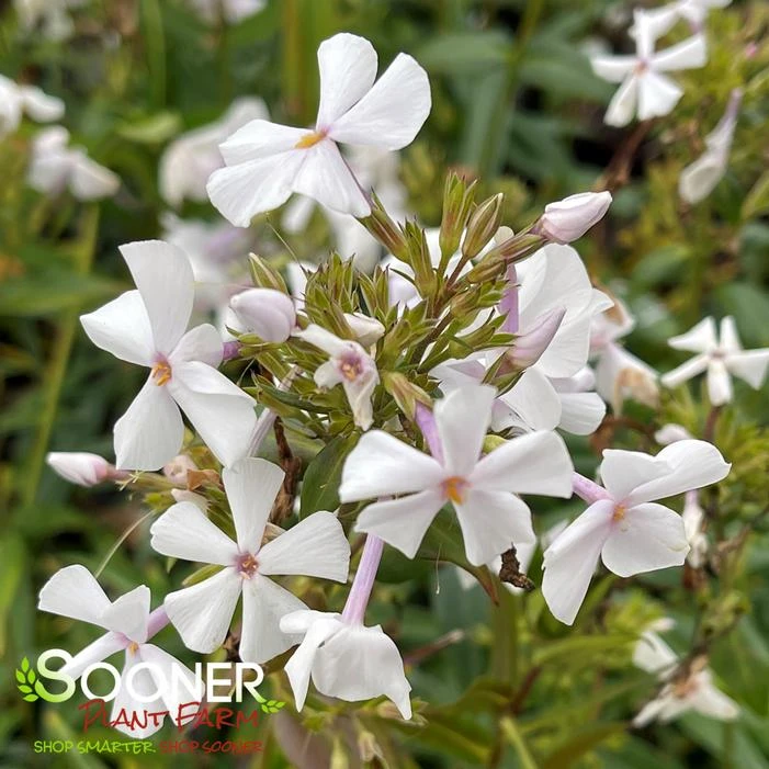 FASHIONABLY EARLY CRYSTAL GARDEN PHLOX - Image 3