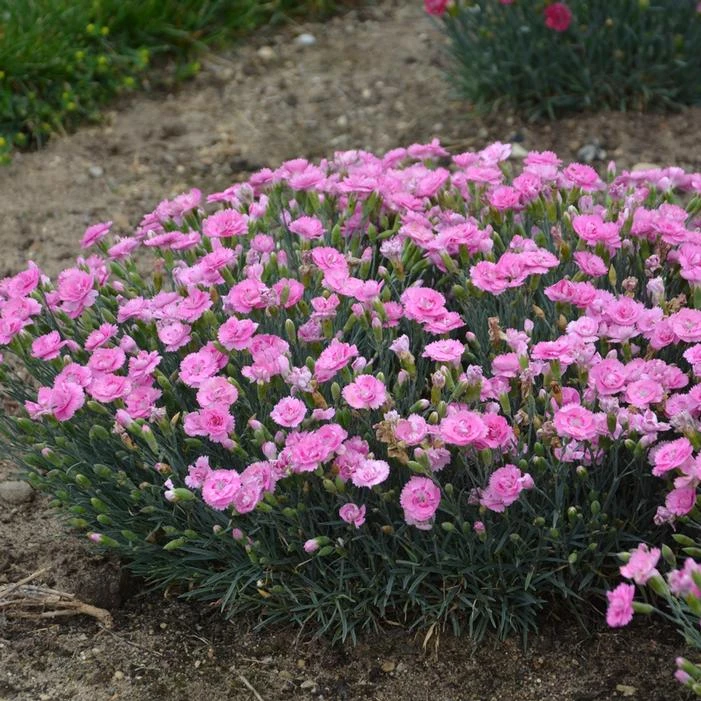 FRUIT PUNCH® SWEETIE PIE DIANTHUS - Image 4
