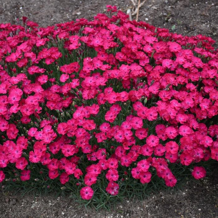 PAINT THE TOWN RED DIANTHUS - Image 4