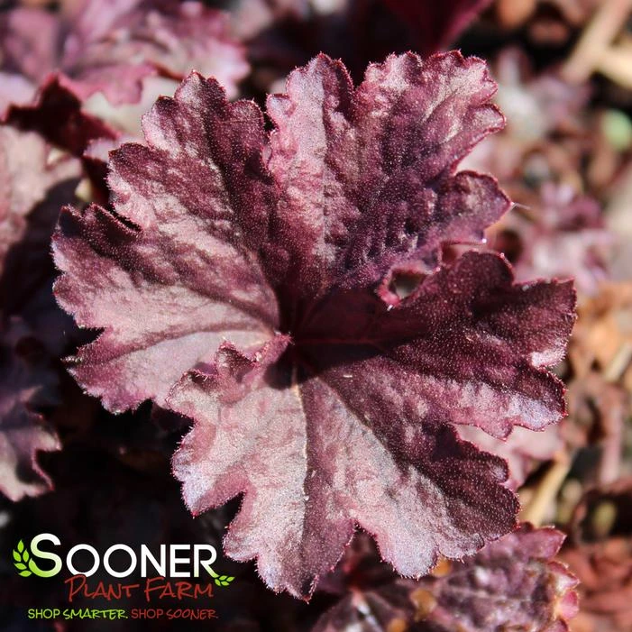 GRAPE TIMELESS CORAL BELLS - Image 2