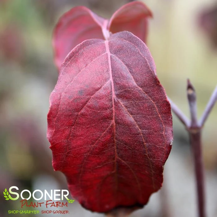 APACHE DOGWOOD - Image 2