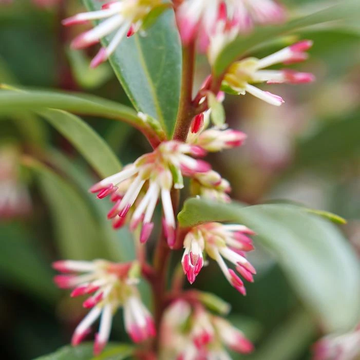 SWEET & LO™ SWEET BOX - Image 3