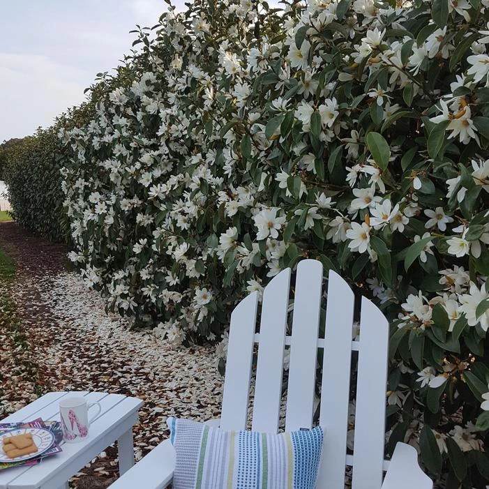 FAIRY MAGNOLIA® WHITE MAGNOLIA - Image 2