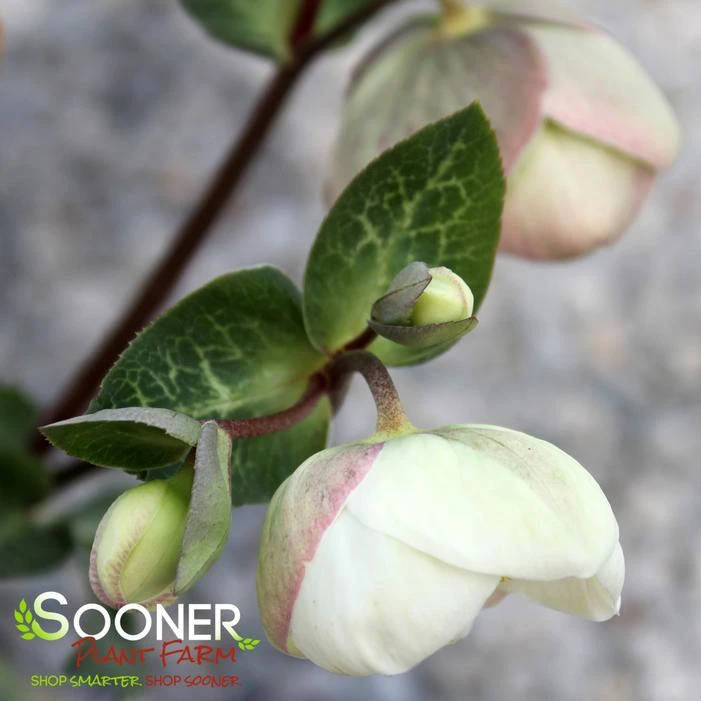 FROSTKISS® MOONDANCE LENTEN ROSE - Image 2