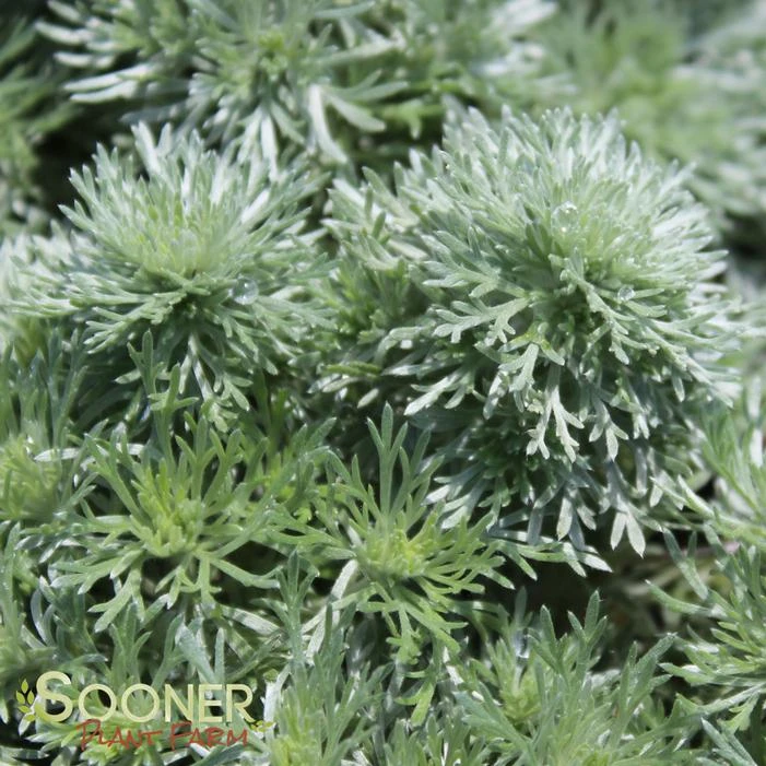 SILVER MOUND WORMWOOD - Image 3