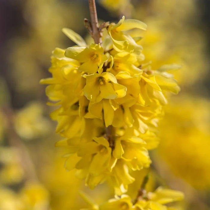 SPRING FLINGĀ® FORSYTHIA - Image 2