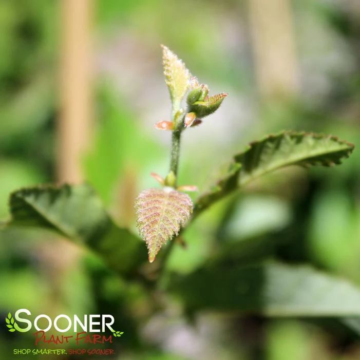 DURA HEATĀ® RIVER BIRCH