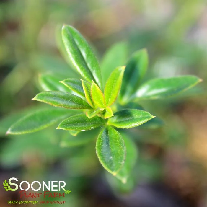 WINTER JASMINE - Image 3